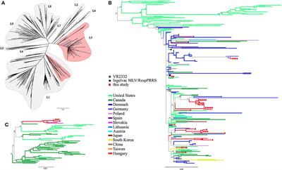 Genetic diversity of imported PRRSV-2 strains, 2005–2020, Hungary